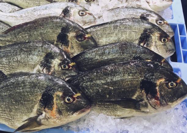Specimens of Gilt-head (sea) bream (Sparus aurata), called Orata. It is  called Dorada in Spain. Fresh fish from the fish farming displayed for sale in a supermarket in Madrid, Spain. fish hatchery stock pictures, royalty-free photos & images