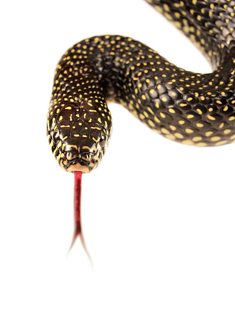 Speckled Kingsnake Speckled kingsnake isolated on white background. snake with its tongue out stock pictures, royalty-free photos & images