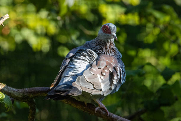 Speckled pigeon stock photo