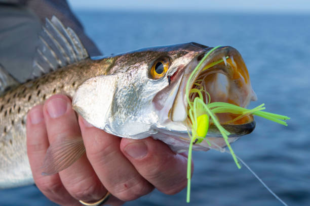 Speckled Sea Trout on Gulf of Mexico A speckled sea trout and a yellow jig bait. brook trout stock pictures, royalty-free photos & images