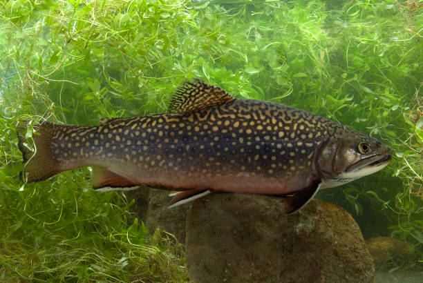 speckled trout speckled trout in a river brook trout stock pictures, royalty-free photos & images