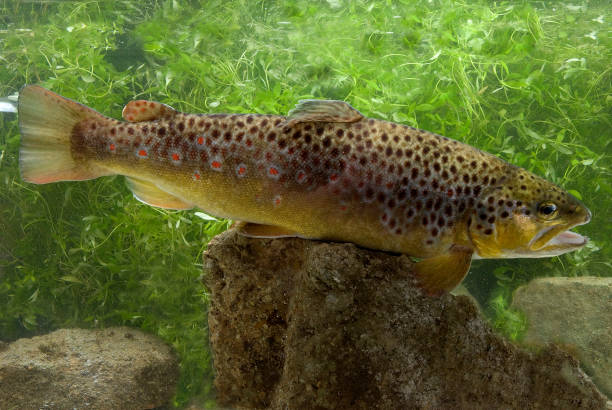 speckled trout speckled trout in a river Salmo trutta fario brook trout stock pictures, royalty-free photos & images