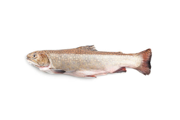 Speckled trout Raw speckled trout on white background brook trout stock pictures, royalty-free photos & images