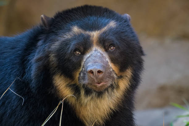 Spectacled bear stock photo