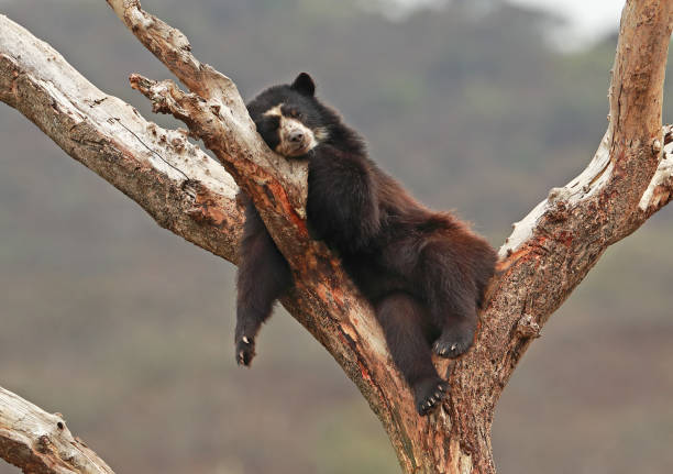 Spectacled Bear stock photo