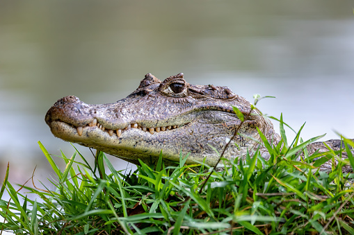 Spectacled caiman (Caiman crocodilus) or Common Caiman, crocodilian reptile found in Refugio de Vida Silvestre Cano Negro, Costa Rica wildlife