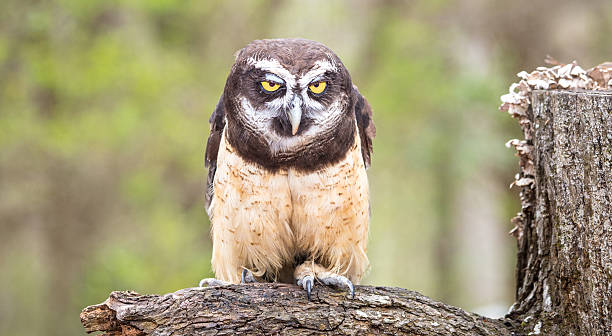 Spectacled Owl stock photo