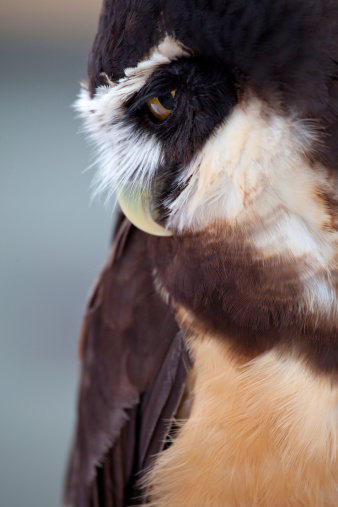 Profile of a Spectacled Owl.