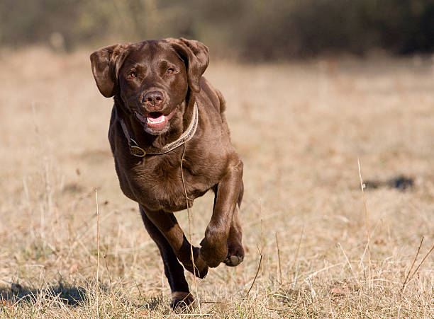 Speedy dog Brown Labrador Retriever running and working. chocolate labrador stock pictures, royalty-free photos & images