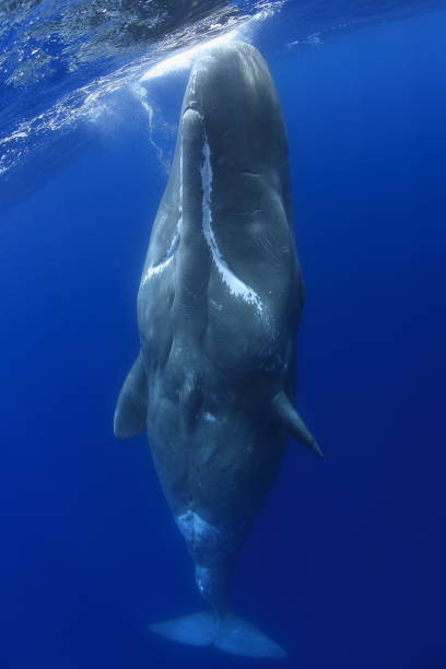 Sperm whale -Cachalot- Azores Portugal stock photo