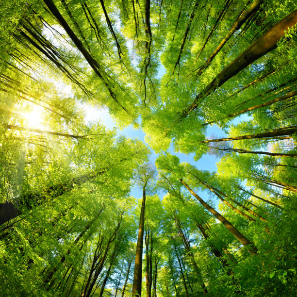 Spheric panorama in a forest, magnificent upwards view to the treetops stock photo