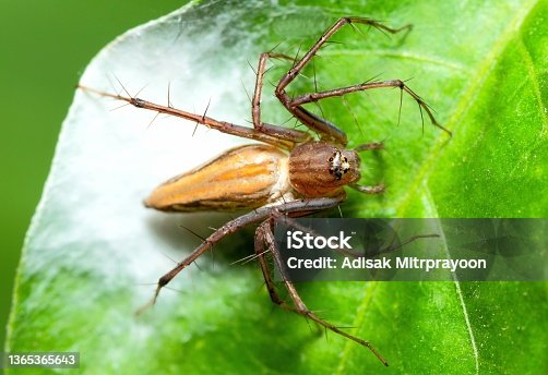 istock Spider and web on green leaf - animal behavior. 1365365643