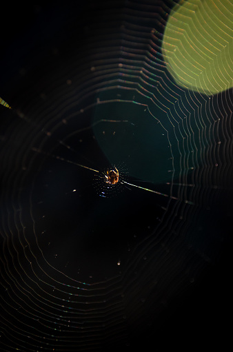 Spider at spider web with light flare