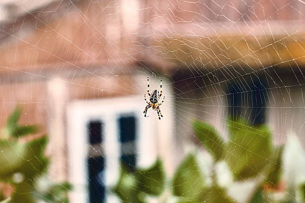 Spider in his cobweb Spider in his cobweb on an old house background spider stock pictures, royalty-free photos & images