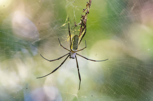 Spider in its web in the rainforest awaits its prey. stock photo