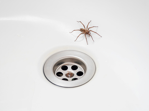 Spider trapped by the plughole in a bath