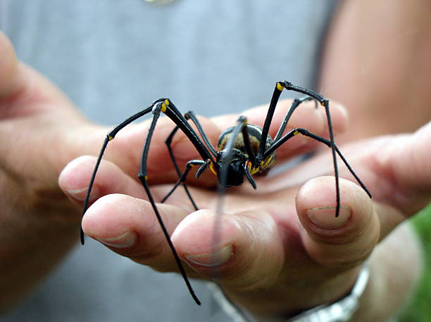 Spider in the hand of a man Large harmless spider in person's hand in jungle in Thailand. There is a lot of depth of field blur. The head of the spider is pinsharp. arachnophobia stock pictures, royalty-free photos & images