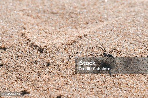 istock spider in the sand of the beach 1364544773