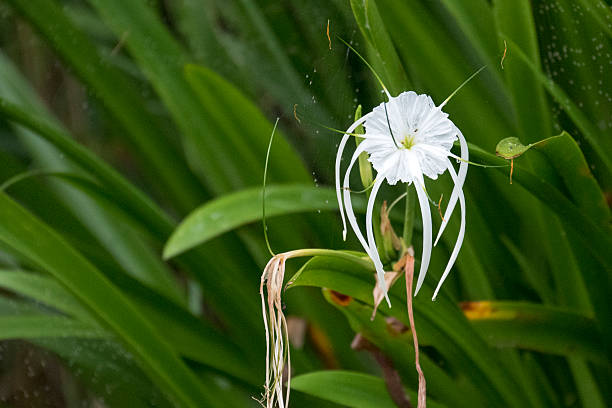 Spider Lily Name: Spider Lily Crinum Lily stock pictures, royalty-free photos & images