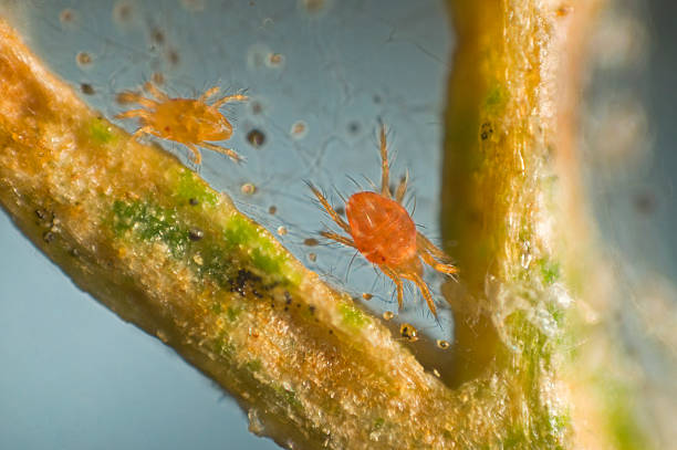 spider mite, Tetranychus urticae, micrograph stock photo