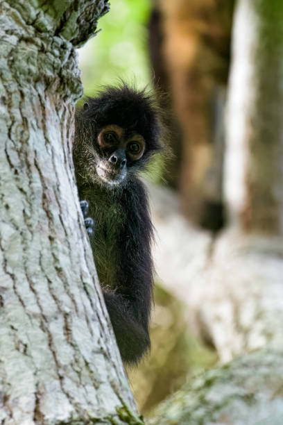Spider monkey behind a tree stock photo
