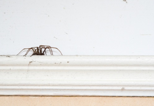 Large house spider keeps watch as other spiders hang near her web in basement window