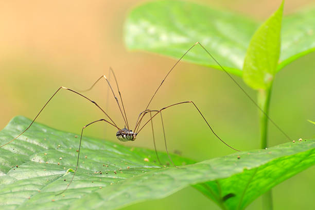 12. Daddy Longlegs, laba-laba paling berbisa di dunia