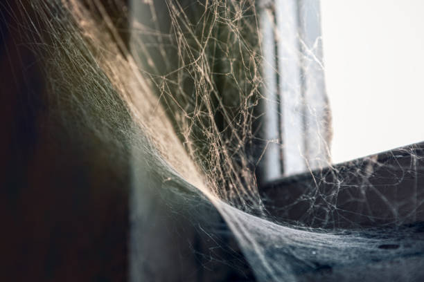 Spider web at the window stock photo