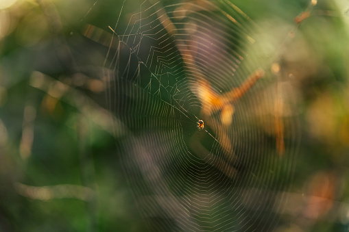 Spider Web Close up in Forest with Blurred Foliage in the Background - Sunny Autumn Day