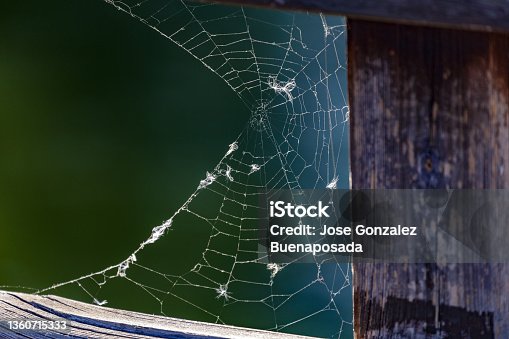 istock Spider web on wooden bridge of pond. Alcorcón, Madrid, Spain. 1360715333