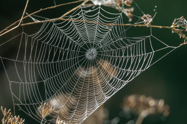 Spider web stock photo