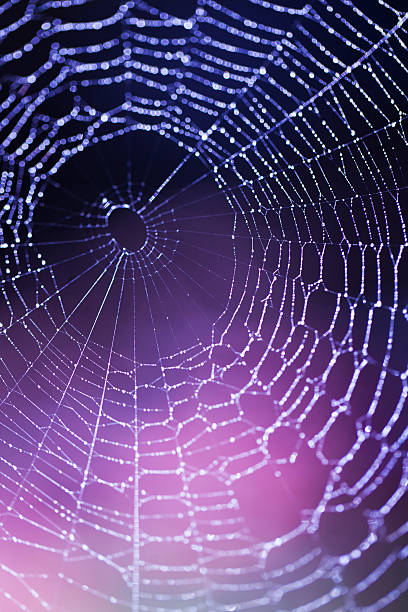 Spider web stock photo