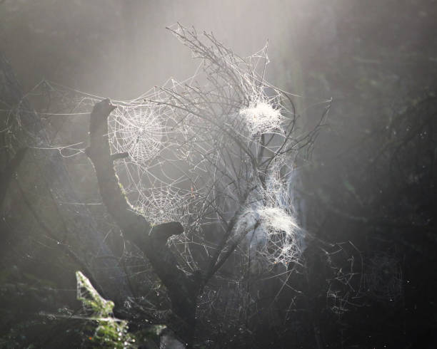 Spider webs in an enchanted forest with foggy mist stock photo