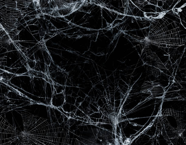 Spiderweb On Black Darkness - Halloween Board Background stock photo