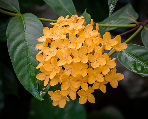 spike flower,Thailand stock photo