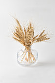 istock Spikelet in vase on white background, rye, wheat. Copy space 1373664410