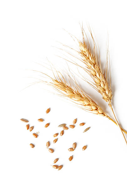 spikelets and grains of wheat on a white background - buğday stok fotoğraflar ve resimler