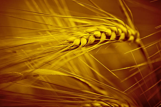 Spikelets of rye or wheat stock photo
