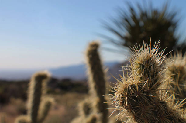Spiky Cactus Close-Up stock photo