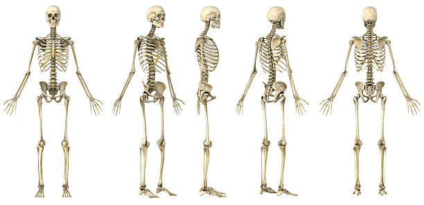 Spin of a human skeleton "Spin of a human skeleton anatomical correctly, great to be used in medicine works and health. Isolated on a white background." human bone photos stock pictures, royalty-free photos & images