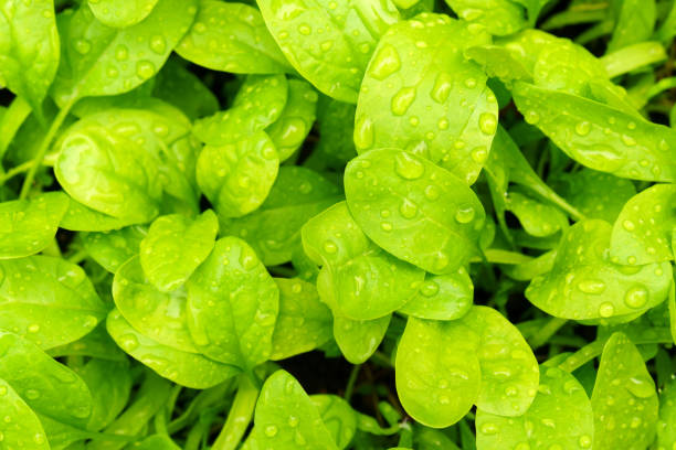 Spinach leaves washed for detox drink, close-up, water drops on the leaves. Background texture stock photo
