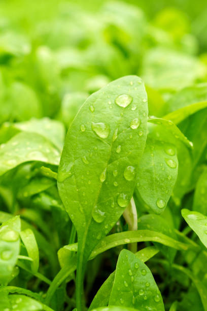 Spinach leaves washed for detox drink, close-up, water drops on the leaves. Vertical photo stock photo