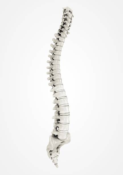 Spine, detailed Complete spine very detailed cauda equina photos stock pictures, royalty-free photos & images