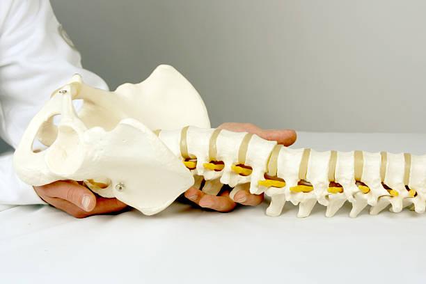 Spine model Demonstrating spine massage on medical spine model yt stock pictures, royalty-free photos & images