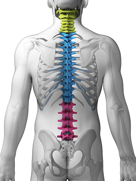 spine sections 3d rendered illustration - sections of the spine spine body part stock pictures, royalty-free photos & images