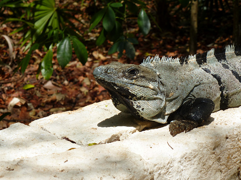 Close-up of a spiny tailed iguana in a resort in Riviera Maya, Mexico