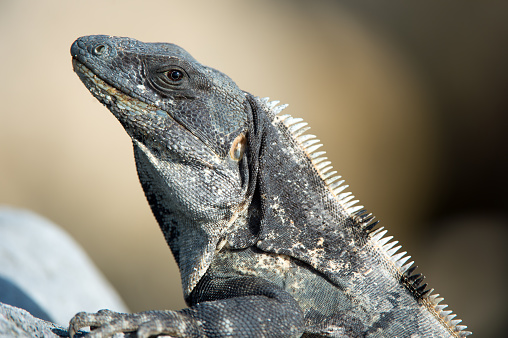 Spiny Tailed Iguana against a background of rock and sand