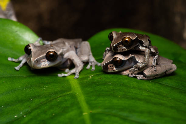 Spiny-headed tree frog stock photo