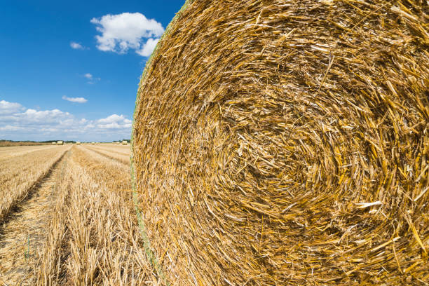 Spiral of straw of a bale of straw on a harvested grain field in Bavaria in bright sunshine with blue sky and white clouds stock photo