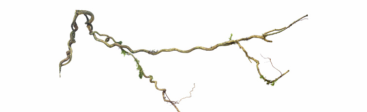 Spiral twisted jungle tree branch, vine liana plant isolated on white background, clipping path included. HD Image and Large Resolution. can be used as wallpaper, real zise